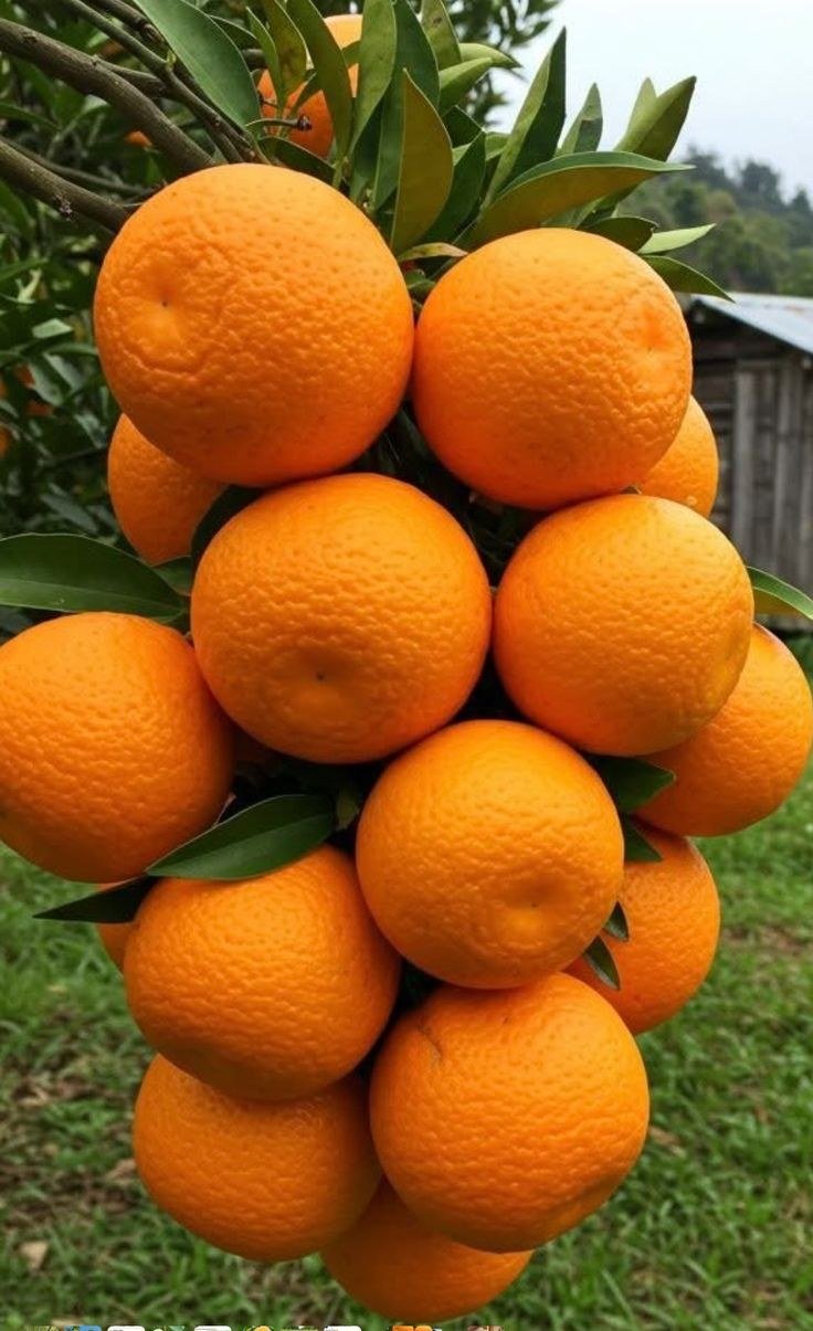Grappe serrée de mandarines mûres